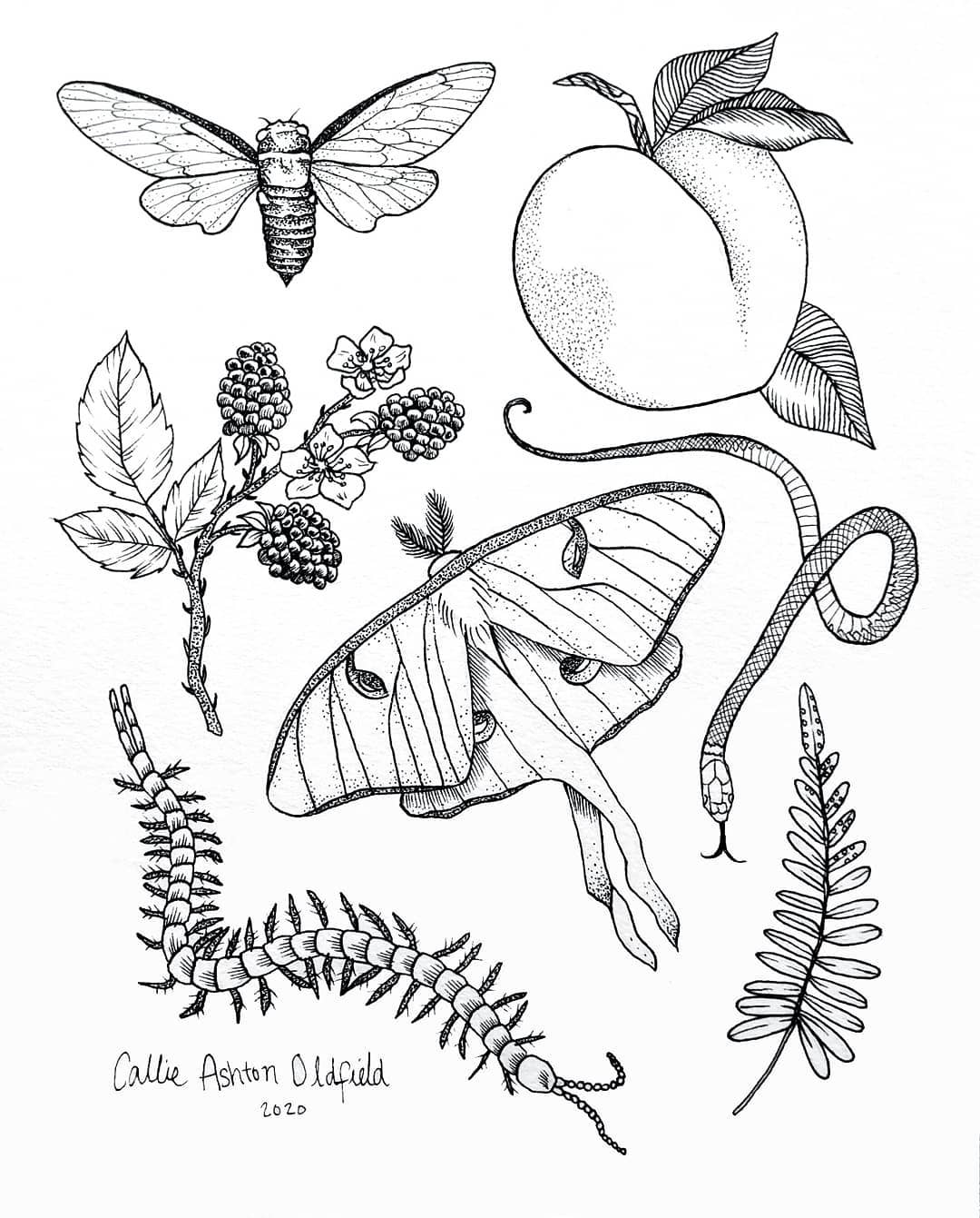 Callie Oldfield Botanical Art